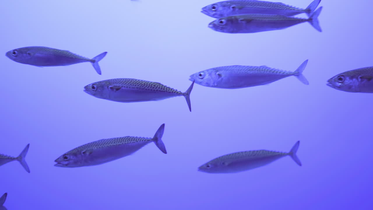 School of Fish Feeding as They Pass