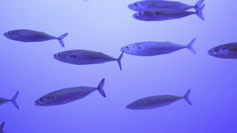 school of fish feeding as they pass