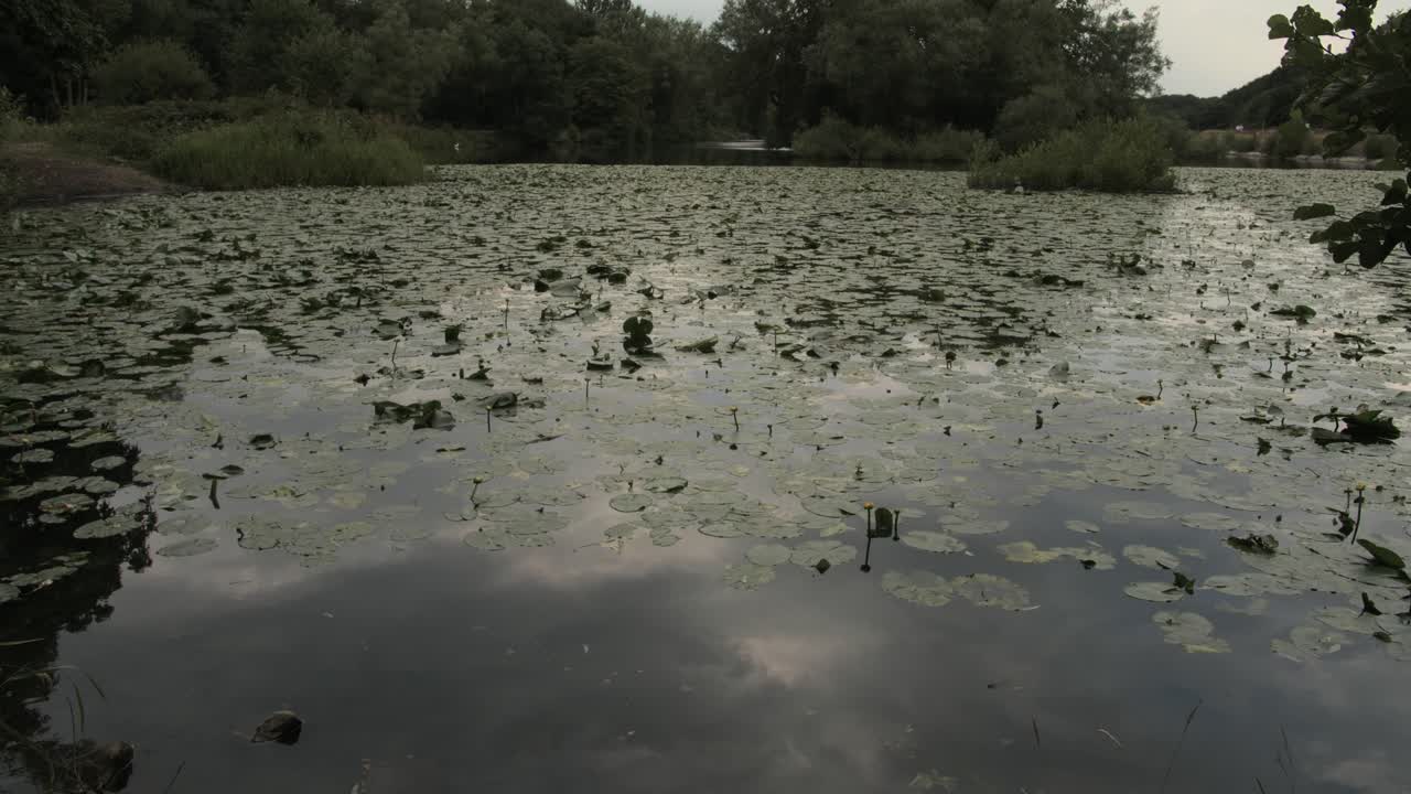 Vista di un laghetto di pesca naturale nel Regno Unito.