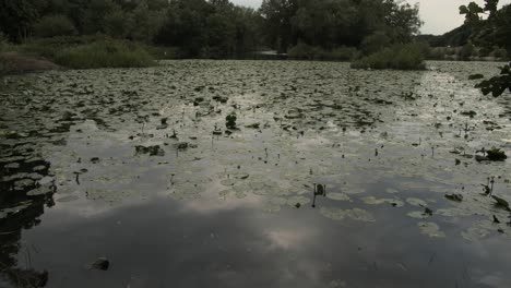 vista del estanque de pesca natural en el reino unido