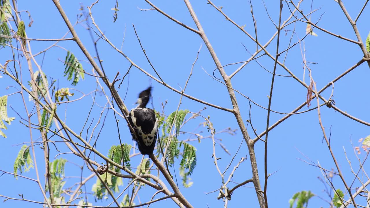 하트 점박이 딱따구리, hemicircus canente, kaeng krachan 국립 공원, 태국