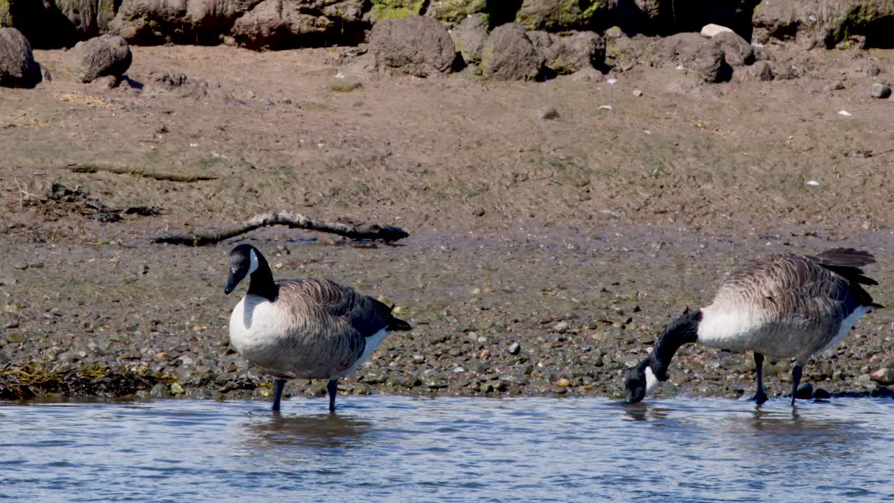 Two Canada geese forage and drink at Cromarty estuary shoreline, natural daylight, static camera