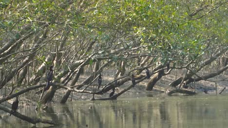 bandada de cormoranes o phalacrocoracidae en bosques de manglares en las islas de la reserva de tigres de sunderbans en 24 parganas de bengala occidental, india