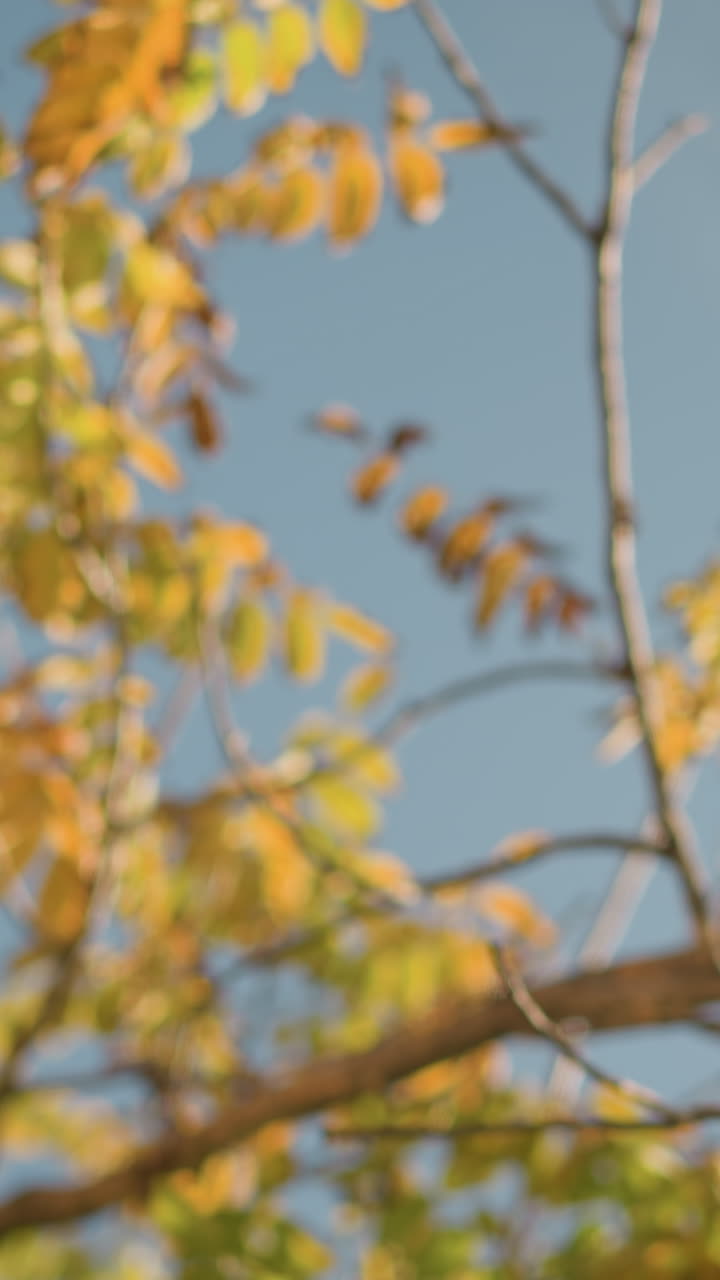 Ramas desnudas sobre un cielo azul despejado con escasas hojas doradas y una nítida luz otoñal, escena melancólica de temporada con delicadas ramitas, paleta de colores apagados y una atmósfera tranquila y reflexiva