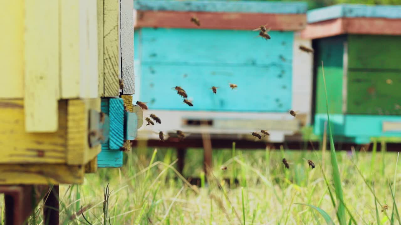 Bees bring honey to their beehives in warm weather all day. Bees sits at beehive. Slow motion