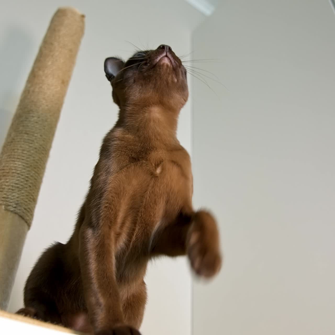 Gattino di razza in casa. Bellissimo gatto burmese marrone seduto su un tavolo e che guarda ai lati. Adorabile animale domestico di razza a casa. Membro della famiglia. Vista dal basso.