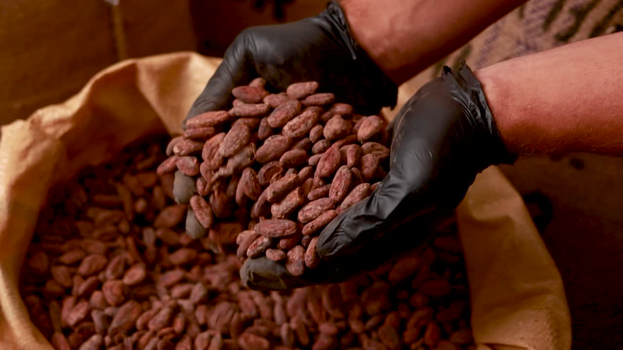 cosecha de los granos de cacao