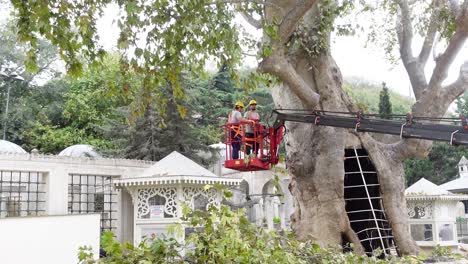 two workers trim a large tree using a lift