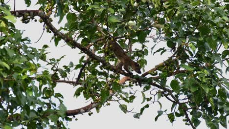 Going-down-the-branch-while-looking-for-the-right-fruit-to-eat,-Three-striped-Palm-Civet-Arctogalidia-trivirgata,-Thailand