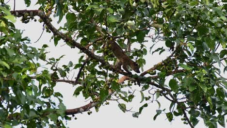 bajando por la rama mientras busca la fruta adecuada para comer, la civeta de palma de tres rayas arctogalidia trivirgata, tailandia