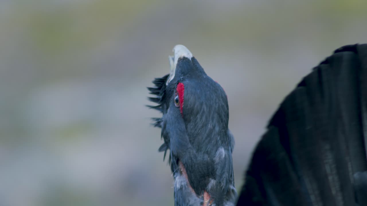 el macho de capercaillie occidental se alojó en el sitio de lek en la temporada de lekking cerca en la luz matutina del bosque de pinos