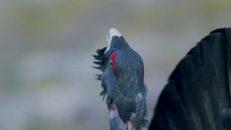 Male-western-capercaillie-roost-on-lek-site-in-lekking-season-close-up-in-pine-forest-morning-light