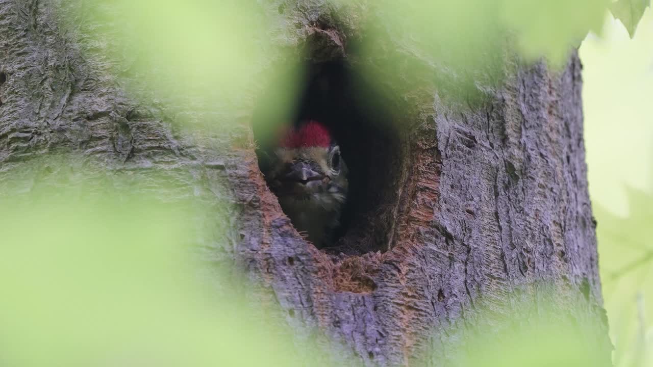 gran pájaro carpintero manchado piar y asomarse desde el agujero del nido - vida silvestre, ecosistema, cerrar