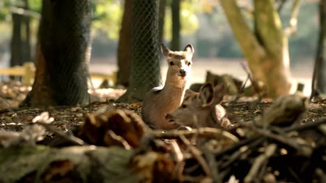 a peaceful scene in nara, japan, with deers resting in the park.