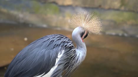 especies en peligro de extinción, grulla coronada gris, balearica regulorum de pie en la orilla del río, acicalándose majestuosamente sus hermosas plumas con su pico, tiro de cerca de la vida silvestre