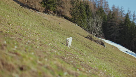 samoyed and shetland sheepdog playing joyfully on a mountain field, surrounded by stunning alpine views and clear skies.