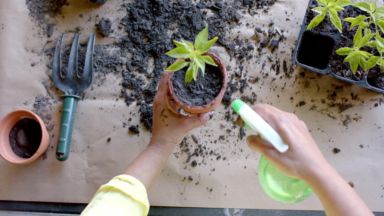 Mulher idosa birracial plantando e regando plantas em vasos no jardim de casa, em câmera lenta
