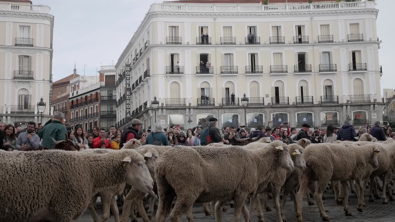 Sheep, goats running through the city, people watching at Trashumancia festival in Madrid, Spain, copy space