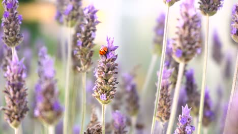 Mariquita-Roja-En-Flores-De-Lavanda-Que-Soplan-En-El-Viento