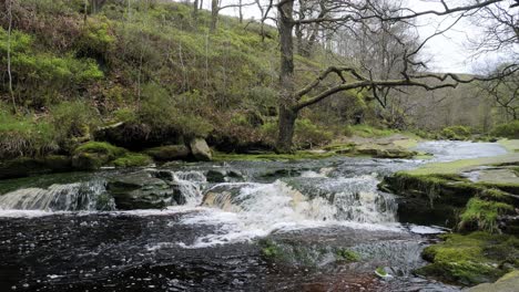 Slow-moving-forest-stream-waterfall,-nature's-serenity-scene-with-tranquil-pool-below,-lush-greenery-and-moss-covered-stones,-sense-of-peacefulness-and-untouched-beauty-of-nature-in-forest-ecosystem