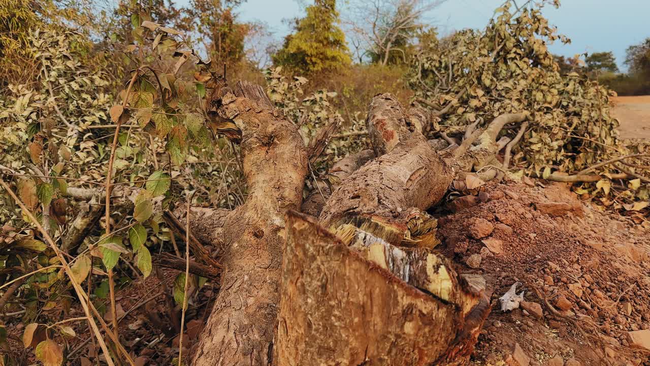 Camera glides over freshly cut tree trunk and scattered branches on dry soil as vegetation is cleared for new highway construction project in rural landscape
