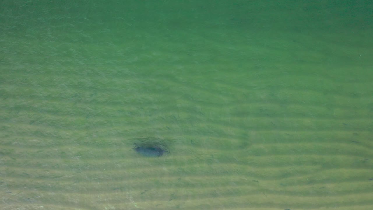 un dron que vuela sobre una foca solitaria mientras nada a lo largo de la costa arenosa