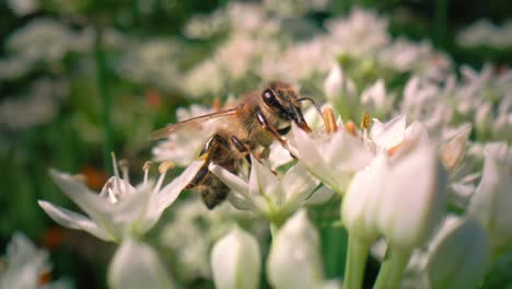 close up of honey bee walking on flower and looking for pollen