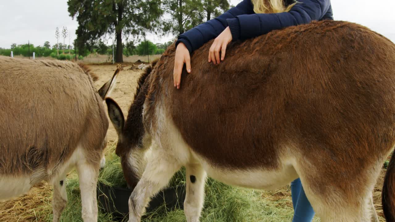 Donna con asini in piedi nel ranch 4k