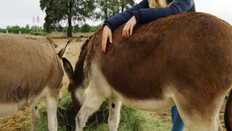 Woman-with-donkeys-standing-in-ranch-4k