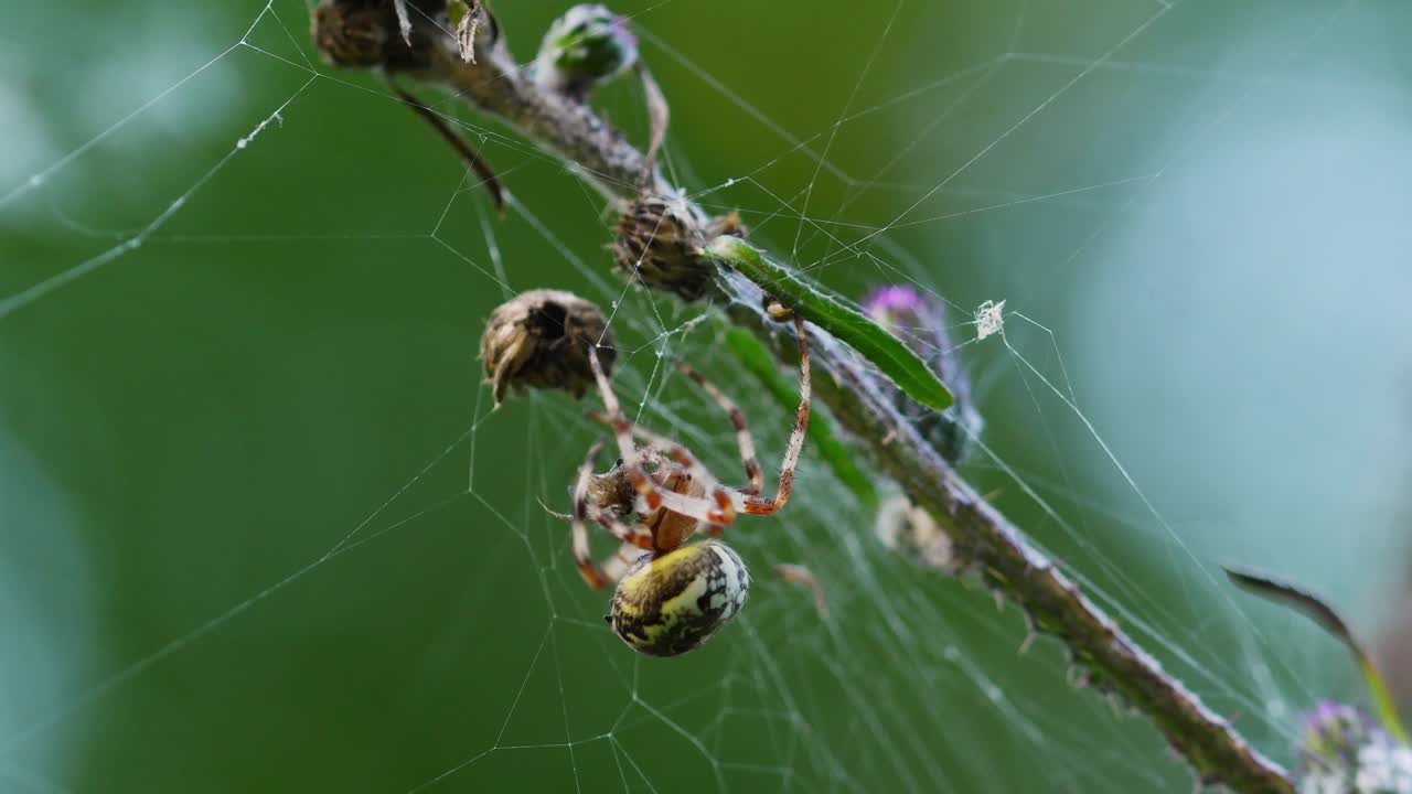 araña cruzada grande y colorida araneus diadematus envolviendo el mosquito presa para su uso posterior
