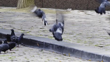 grupo de palomas alimentándose en una acera en una ciudad