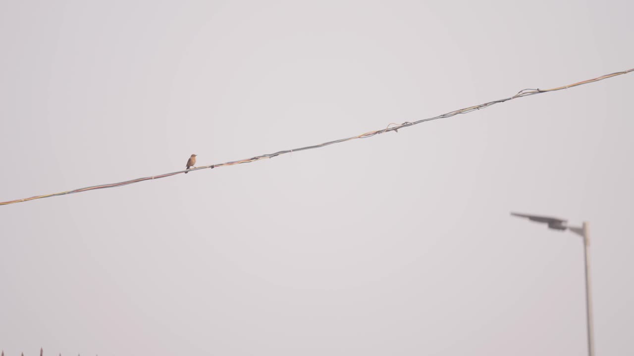 구름 인 하늘 에 대항 하여 도시 에서 전기 배선 에 는 새끼 새끼