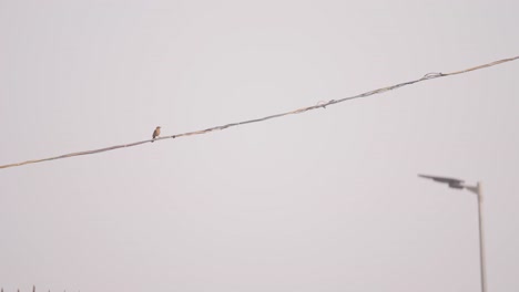 Sparrow-resting-on-electrical-wiring-in-city-against-cloudy-sky