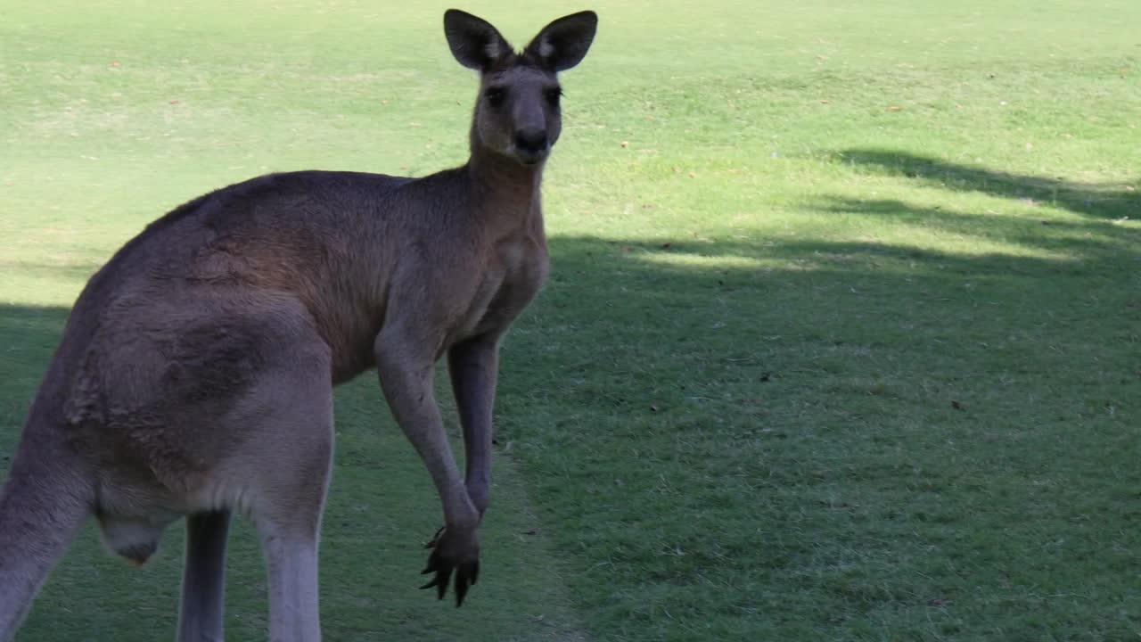 Kangaroo on a Golf Course