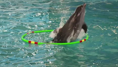 green plastic ring in a swimming pool