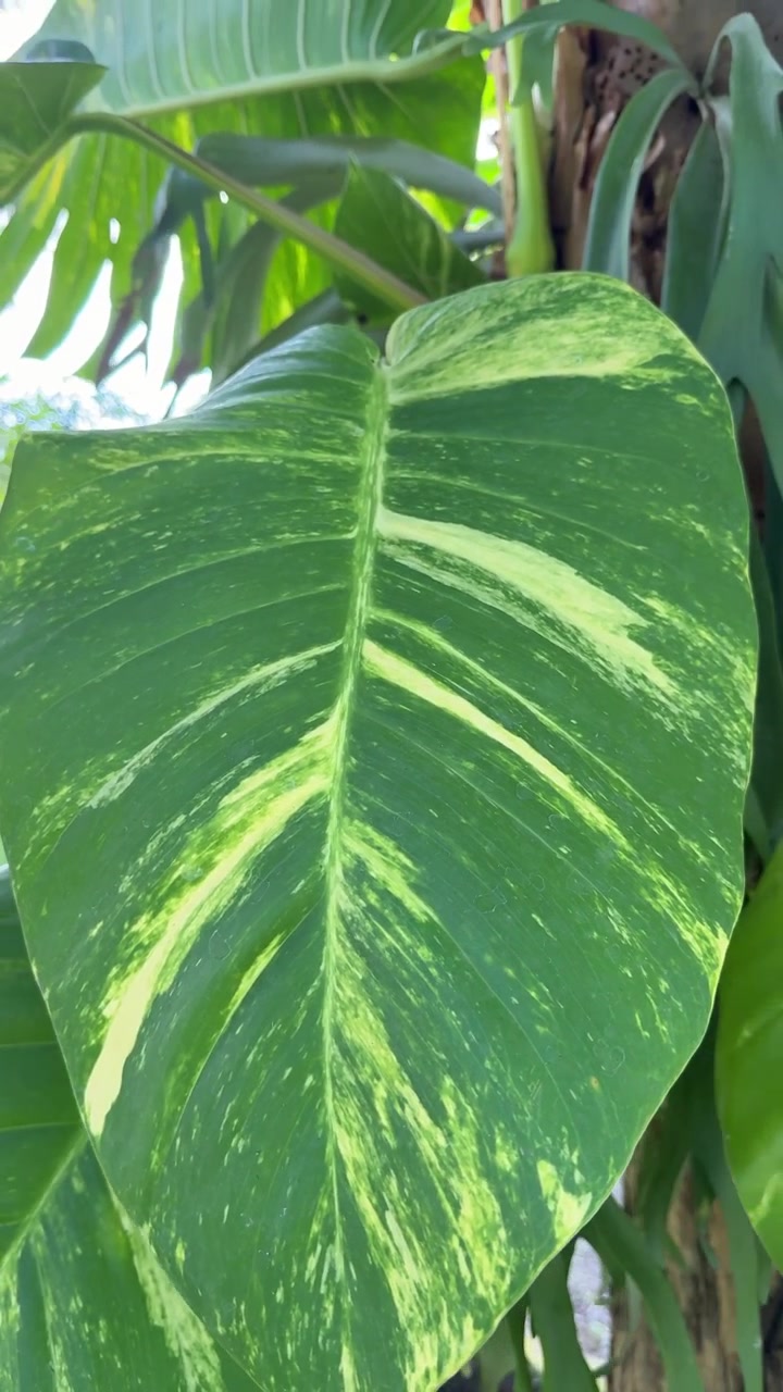 Primo piano di Foglia di Pothos Variegato in Giardino Tropicale