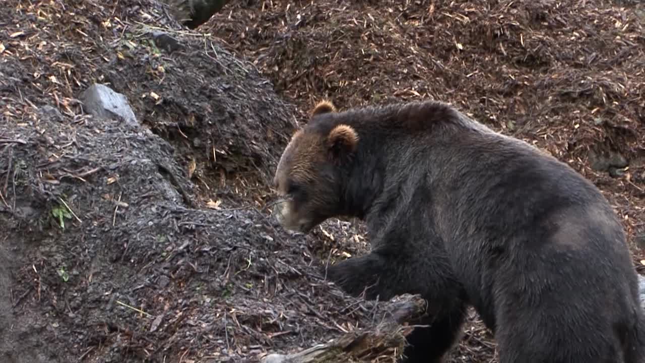 Sort bjørn graver efter mad på en regnvejrsdag i Alaska