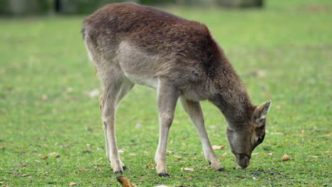foco tirando de un ciervo a una hembra joven de ciervo pastando en un campo verde en un parque de alemania - cámara lenta