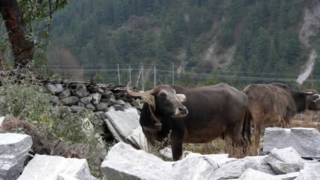 Un-Búfalo-De-Agua-Probando-El-Aire-Con-Sus-Fosas-Nasales-En-Un-Pasto