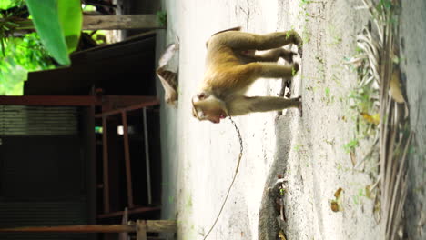 chained monkey in thailand