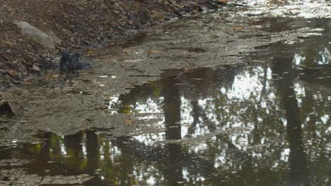 Felsentauben-Planschen-Und-Baden-In-Einem-Fluss-Oder-Teich,-Während-Sich-Der-Himmel-Und-Die-Bäume-Auf-Der-Wasseroberfläche-Spiegeln