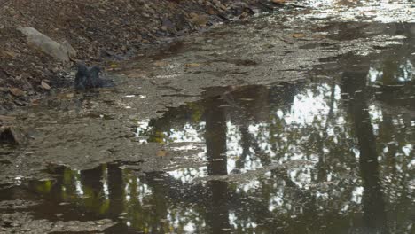 las palomas bravías salpican y se bañan en un río o estanque mientras el cielo y los árboles se reflejan en la superficie del agua