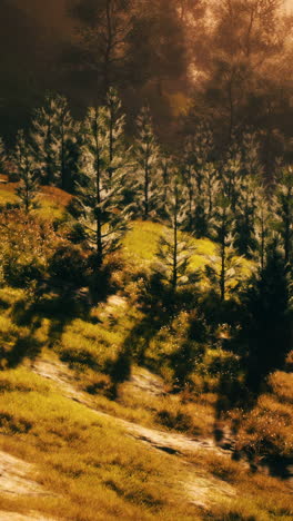 serene forest landscape at golden hour