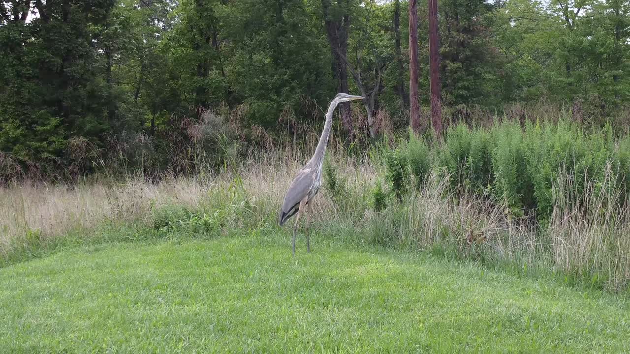 голубая цапля цапля птица на природе