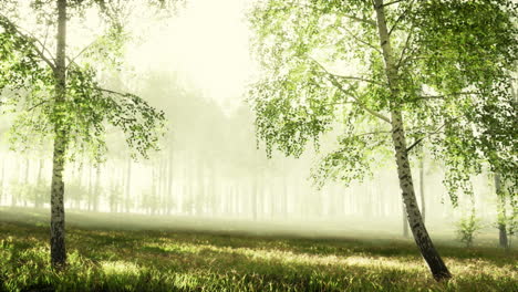 a misty morning in a birch forest