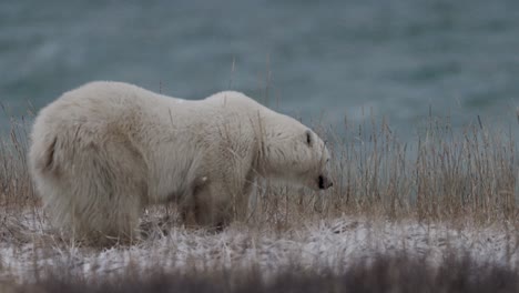 a polar bear explores the frosty terrain near the water's edge of the hudson bay, searching for food among the sparse vegetation in a chilly arctic environment 24fps