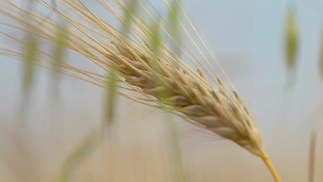 Closeup-shot-of-common-wheat-with-golden-grains-and-delicate-awns