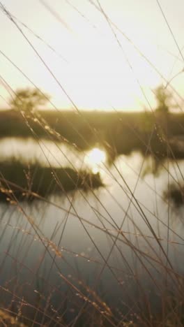 sunrise over a marsh