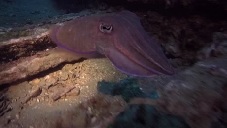 Sepia-Bebé-Cambiando-De-Color-Y-Nadando-En-Buceo-Nocturno-Bajo-La-Luz-De-La-Antorcha