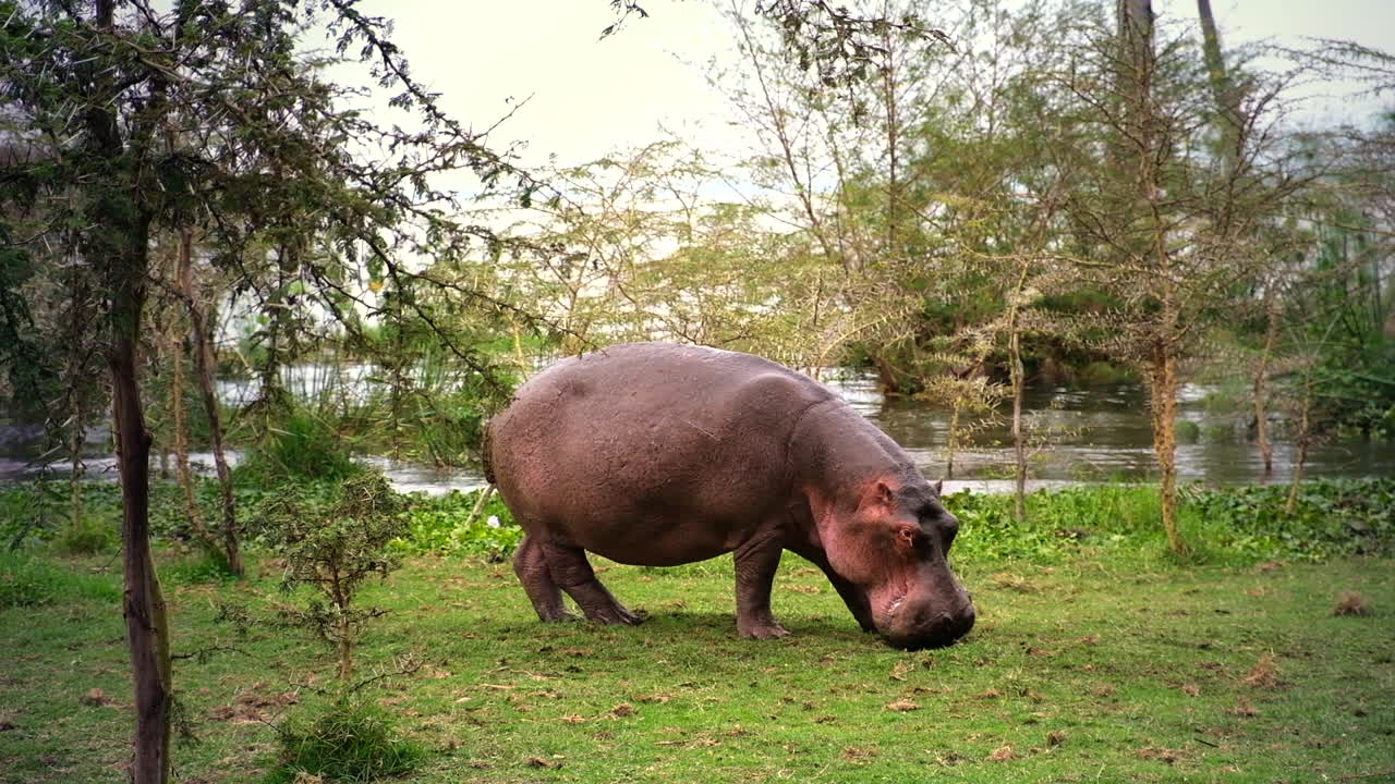 Large hippo in a riverside landscape with trees and greenery